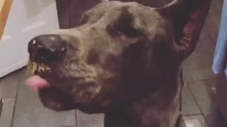 Big grey dog licking peanut butter off face