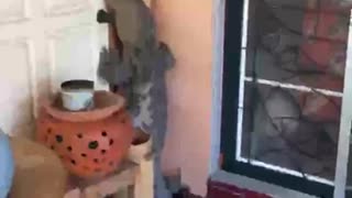 Monster Lizard Tries To Get In House