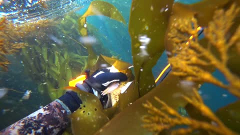 Spearfishing in Monterey California - Central Cal - Monterey County - Rockfish