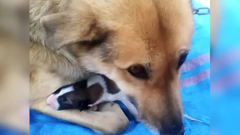 Dog and newborn