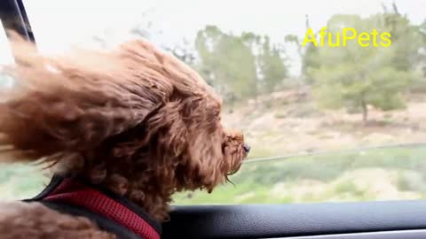 Cute puppy traveling in car.