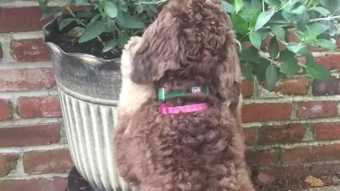 Brown dog sitting up and licking plant outside