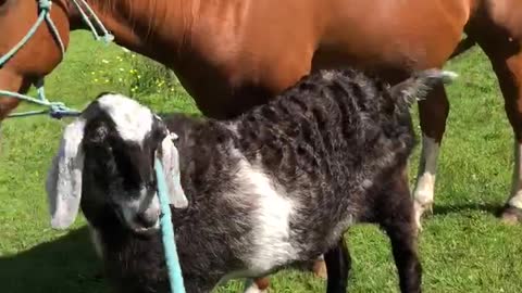 Friendly goat walks side by side with horse