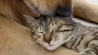 The friendship between cats and dogs is very close