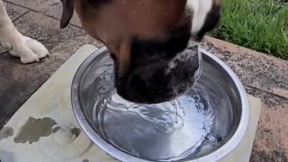 Ivan the terrible drinks water in slow motion