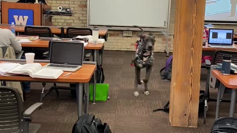 Service Dog: I LOVE the "Come" Command!