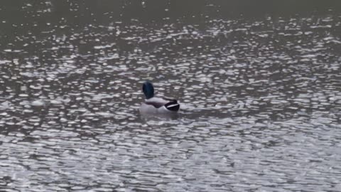 Nice Mallard Duck On A Pond In Wales.