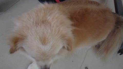 My little cute dog need massage body ^_^
