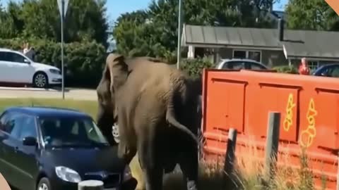 Wild Elephant Attack Car| Elephant raised the car to the tune about three feet high above throw car