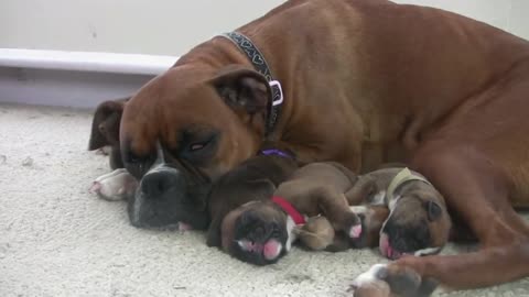 Newborn Boxer puppies crying And Breastfeeding from their mom, just awesome.