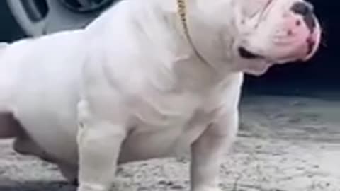 American bully big