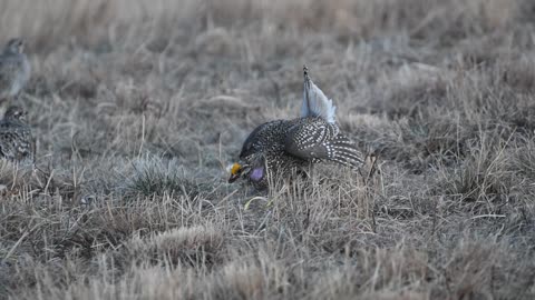 Sharp Tailed Grouse - 04
