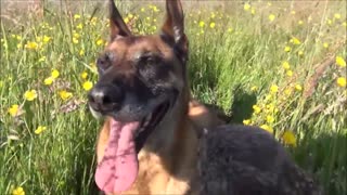 Amistad única entre un pequeño búho y un enorme perro