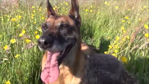 Amistad única entre un pequeño búho y un enorme perro