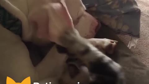 Pit Bull Dog Loves Cuddling Foster Kittens | The Dodo