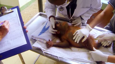Baby Orangutan Bursts Into Tears On The Climbing Ropes Meet The Orangutans