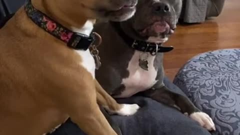 Funny Dogs Reaction 😆 You'll LAUGH More Than You Should! 😂