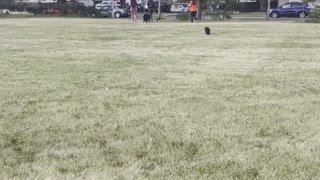 A cat followed people in garden