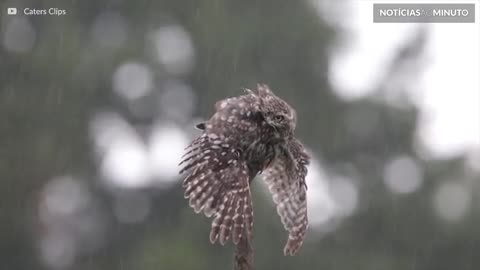 Coruja adora tomar banho de chuva