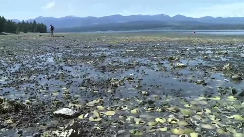 Extreme heat boils Canada's waters and shellfish