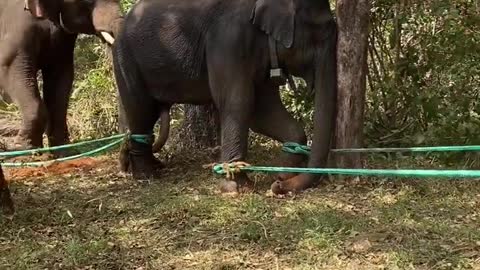 Capturing of Man Killer Elephant from the Forest