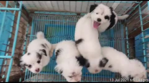 cute puppies/Doggy puppy /funny puppies