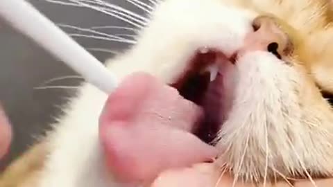 How to brush your cat😂😂