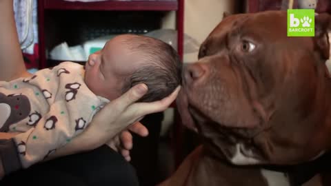 Giant Pit Bull Hulk & The Newborn Baby | DOG DYNASTY