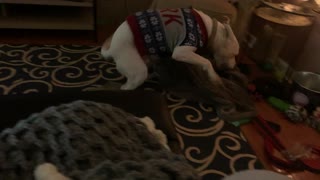 Sweater-Wearing Doggy Has the Zoomies