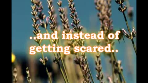 WHEN A BEE LANDS ON YOU, INSTEAD OF GETTING SCARED, YOU...