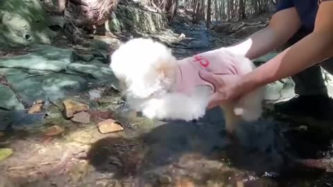 little puppy dog plays with water !!