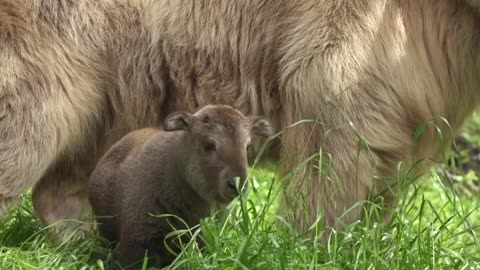 Different animal mama and beautiful baby with