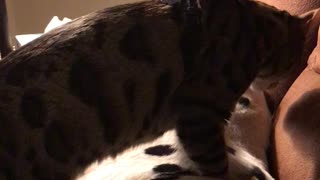 Bangle cat massaging a Dalmatian