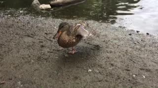 Duck's morning stretching