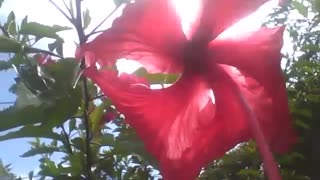 Flor hibisco vermelha e o sol brigam entre si, para mostrar quem é o mais bonito [Nature & Animals]