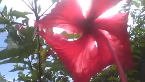 Flor hibisco vermelha e o sol brigam entre si, para mostrar quem é o mais bonito [Nature & Animals]