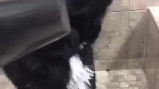 Dog getting air blown into his face