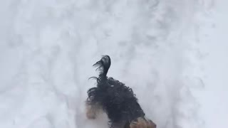 Yorkie really loves playing in the snow