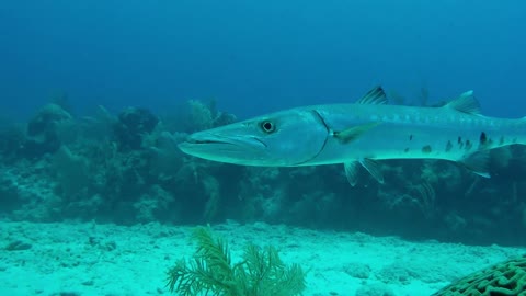 Barracuda gigante investiga con curiosidad la cámara de un buzo