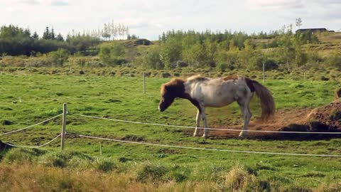horse rolling animal farm equine