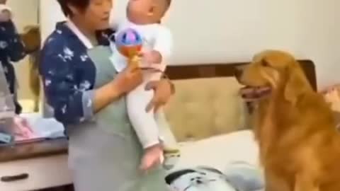 the smart dog to take care of baby