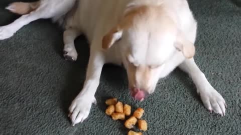 Cute dog caught stealing tater tots