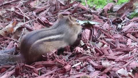 Chipmunk digs through mulch