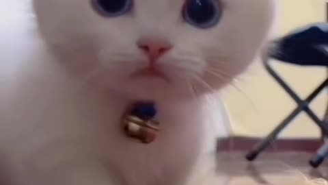 LOVELY AND CUTE CATS VIDEOS😻😻😻🥰🥰🥰