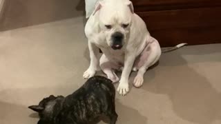 Frenchie does everything in her power to get big dog's attention