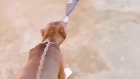 Pittbull lover | Dog lover | Shorts video