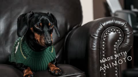 Cute Dachshund Dog