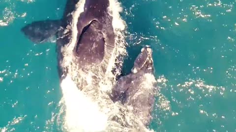Drone footage of whales.