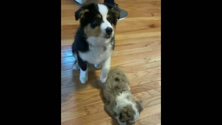 This Aussie puppy knows exactly who his best friend is