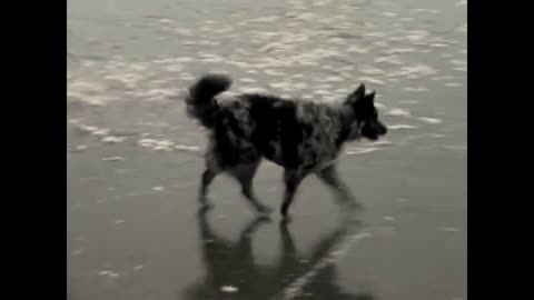 Perro lucha para jugar a atrapar sobre un lago congelado